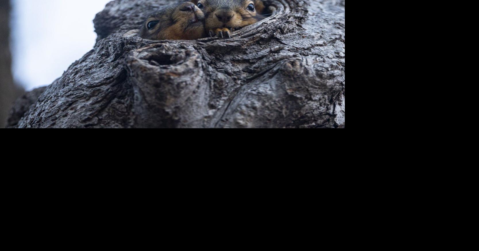 D. Jake Roberts: How many whiskers does a squirrel have?