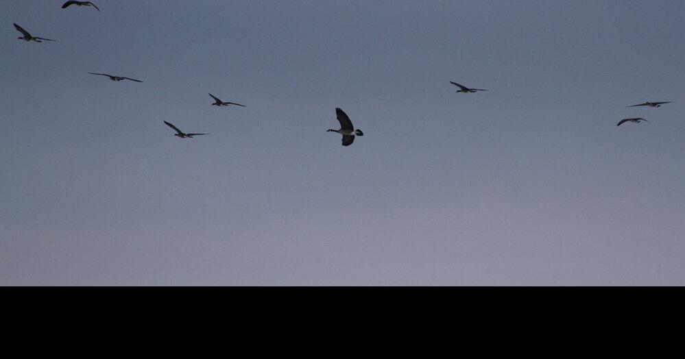 Lake Minatare is reopening amid waterfowl dieoff investigation