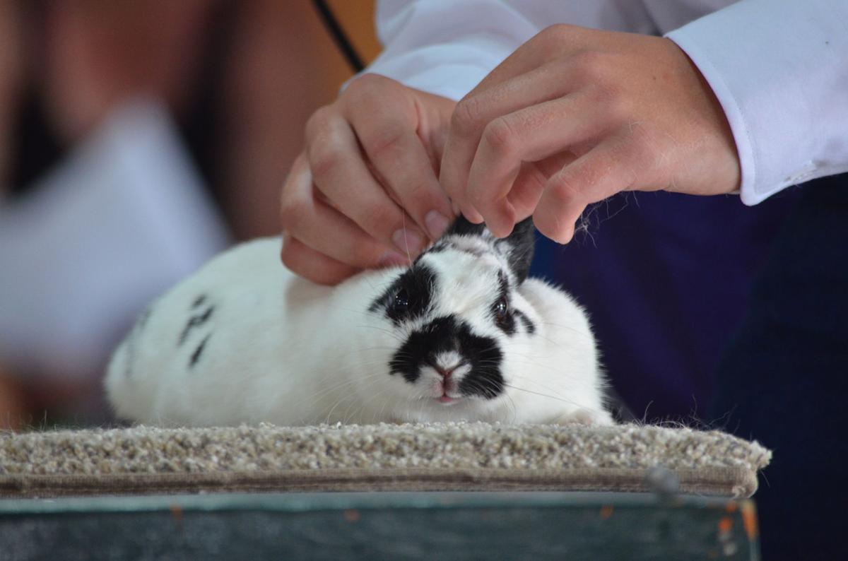 Care, devotion, friendship make rabbit showmanship worth the effort