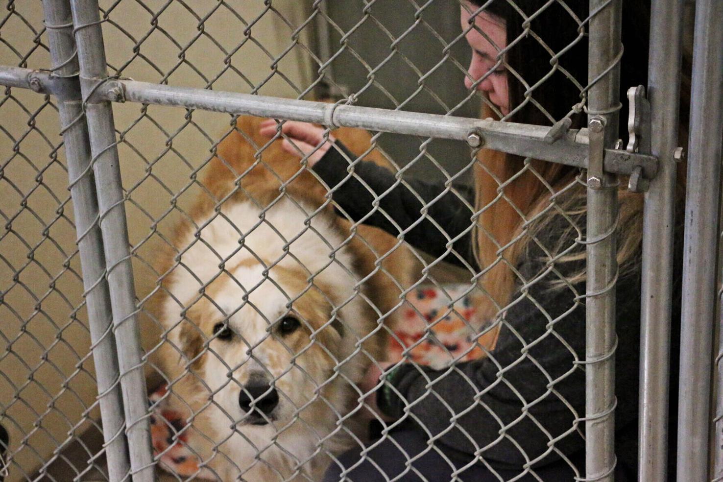 Panhandle Humane Society director outlines issues at shelter