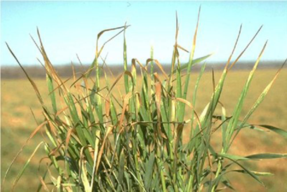 Frost damage minimal to area wheat crop | Farm and Ranch | starherald.com