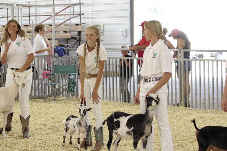 4H'ers compete for dairy goat showmanship titles
