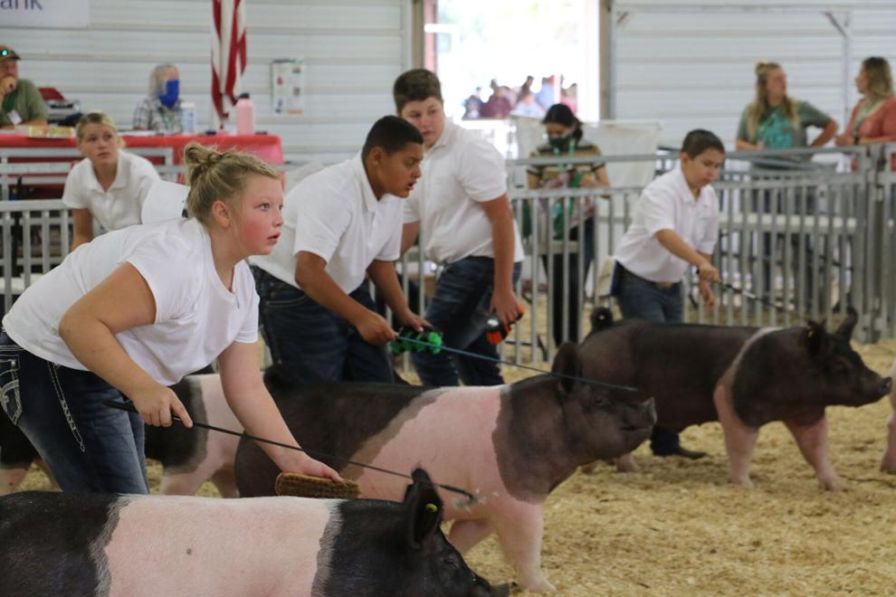 PHOTOS Scotts Bluff County Fair Swine Showmanship 2020