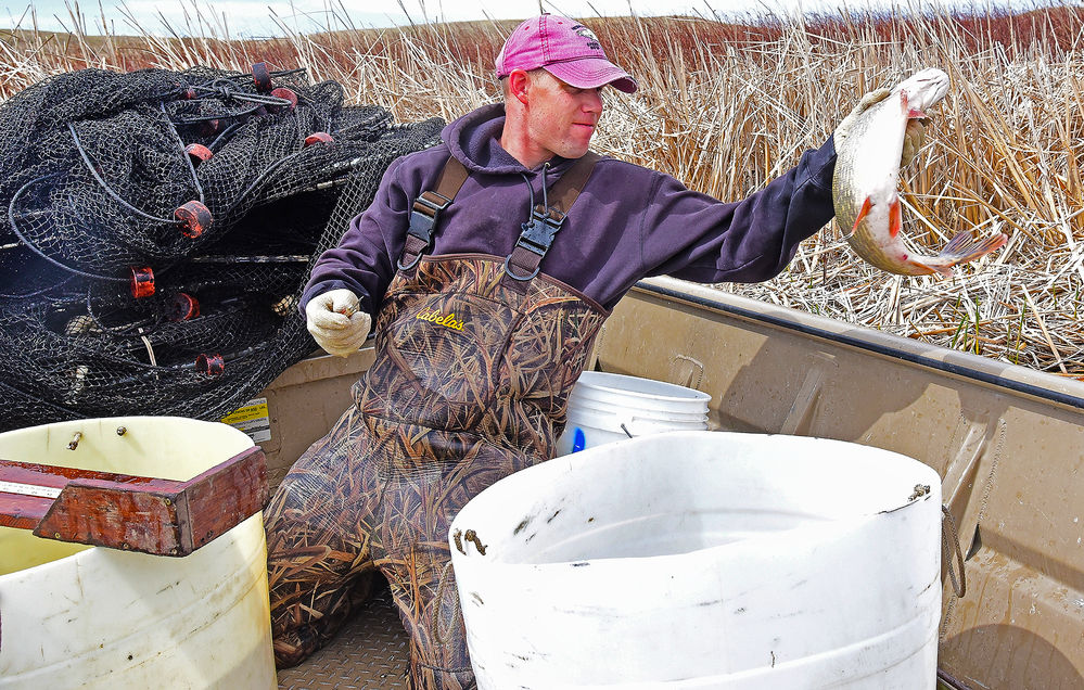 Biologist busy counting fish for Nebraska Game and Parks Out Yonder