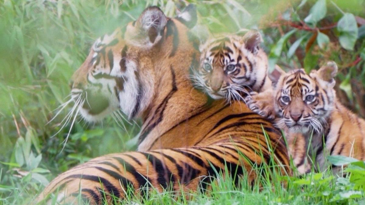 Watch: Twin tiger cubs emerge from their den for the first time