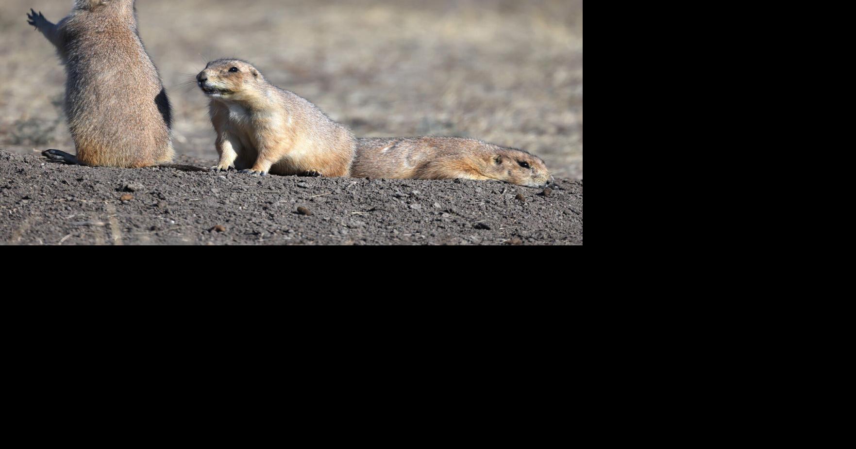 D. Jake Roberts: Bodacious badgers, birds and other burrowers