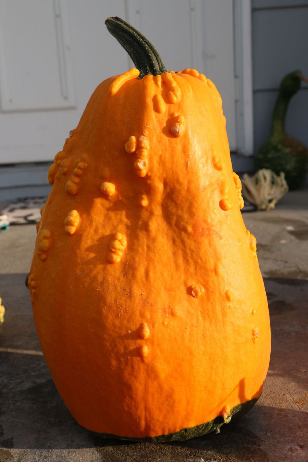 SCHANEMAN: Weird, warty, winged: Strange gourds, squash are hot