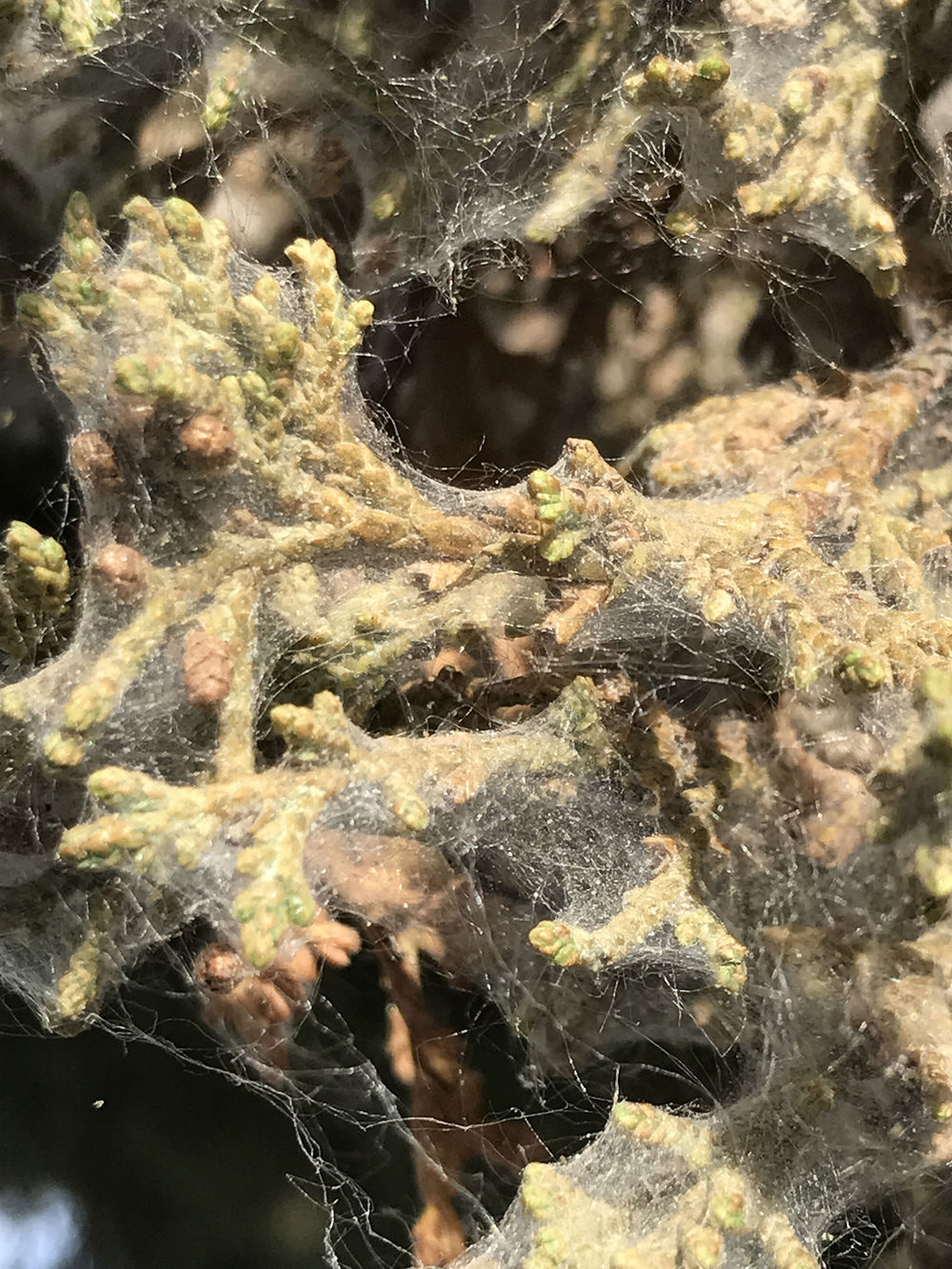 Spider mite outbreak in juniper and cedar Farm and Ranch