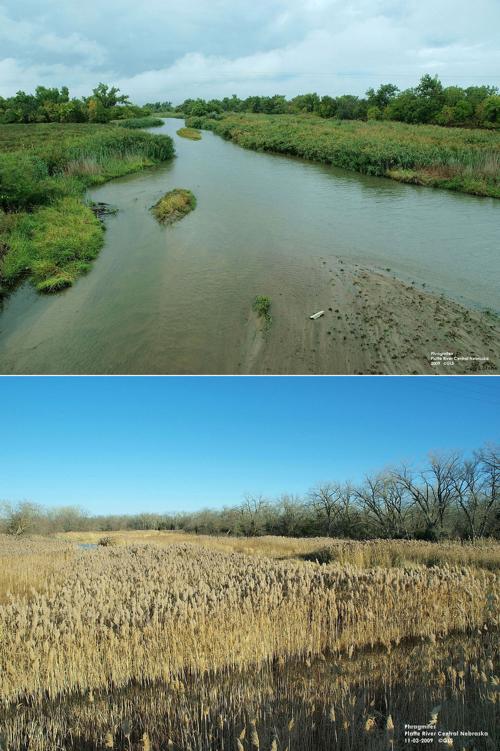 Phragmites: Invasive species in Nebraska