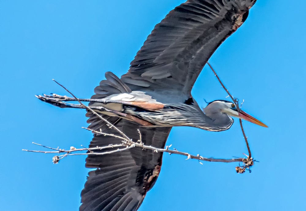 Look up Great Blue Herons nesting in tall cottonwood trees Local