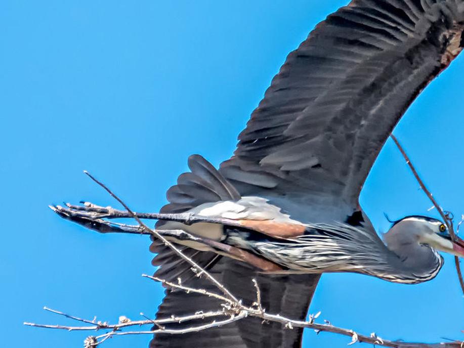 Look Up Great Blue Herons Nesting In Tall Cottonwood Trees Local Starherald Com