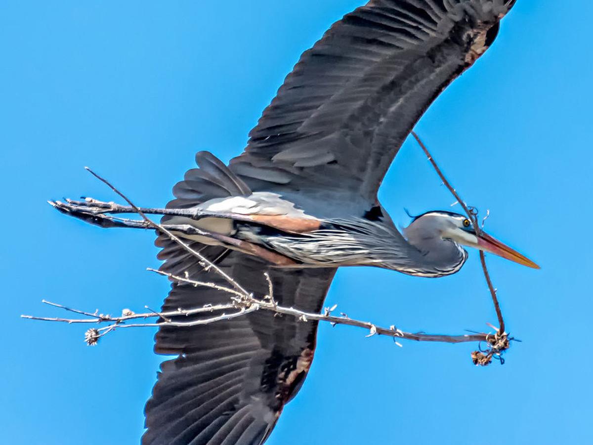 Look Up Great Blue Herons Nesting In Tall Cottonwood Trees Local Starherald Com