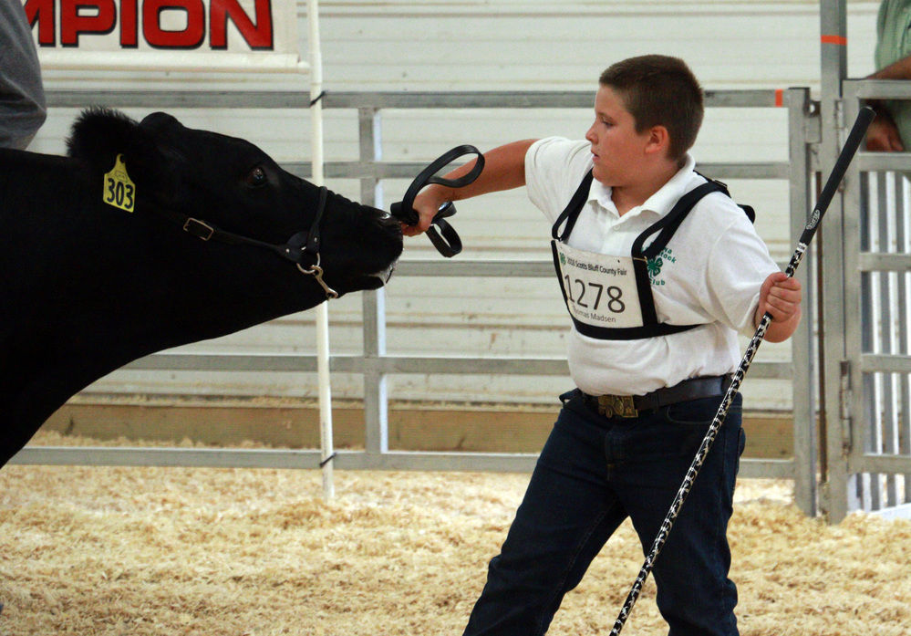 Cattle on display at showmanship contest