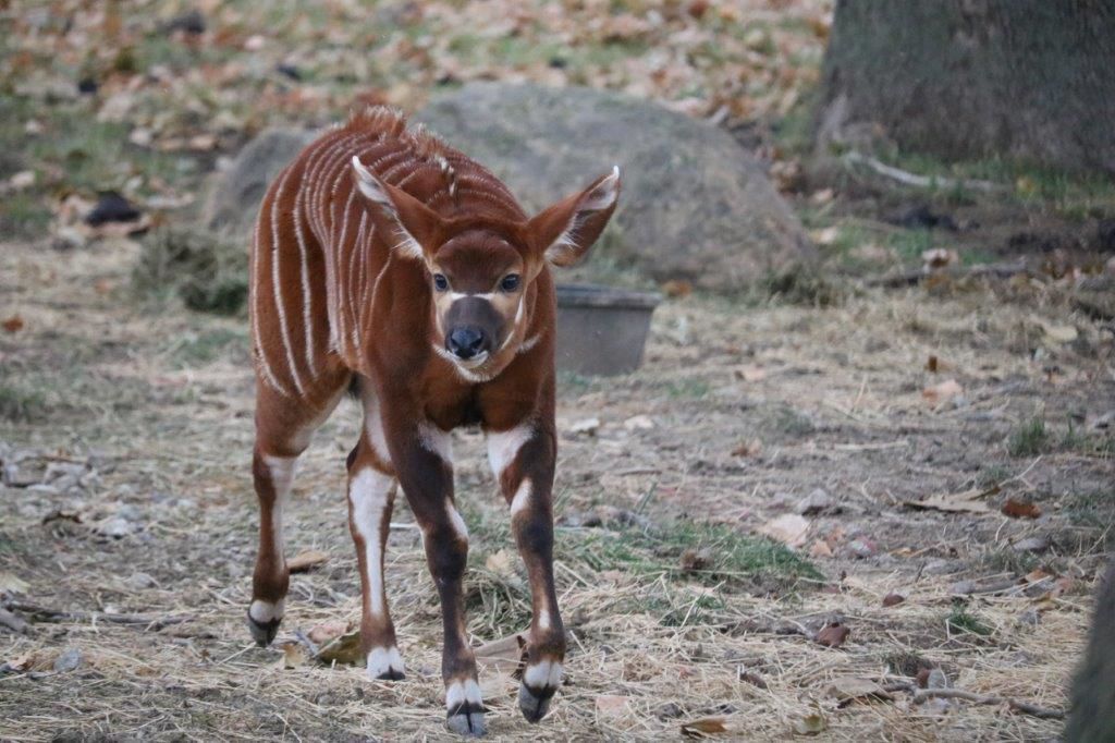 Omaha zoo announces birth of critically endangered bongo calf Zoology