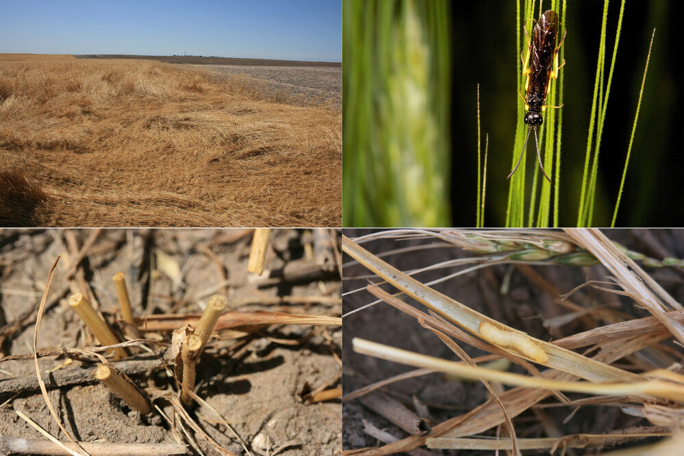 Wheat stem sawfly infestations impact harvest in the Panhandle