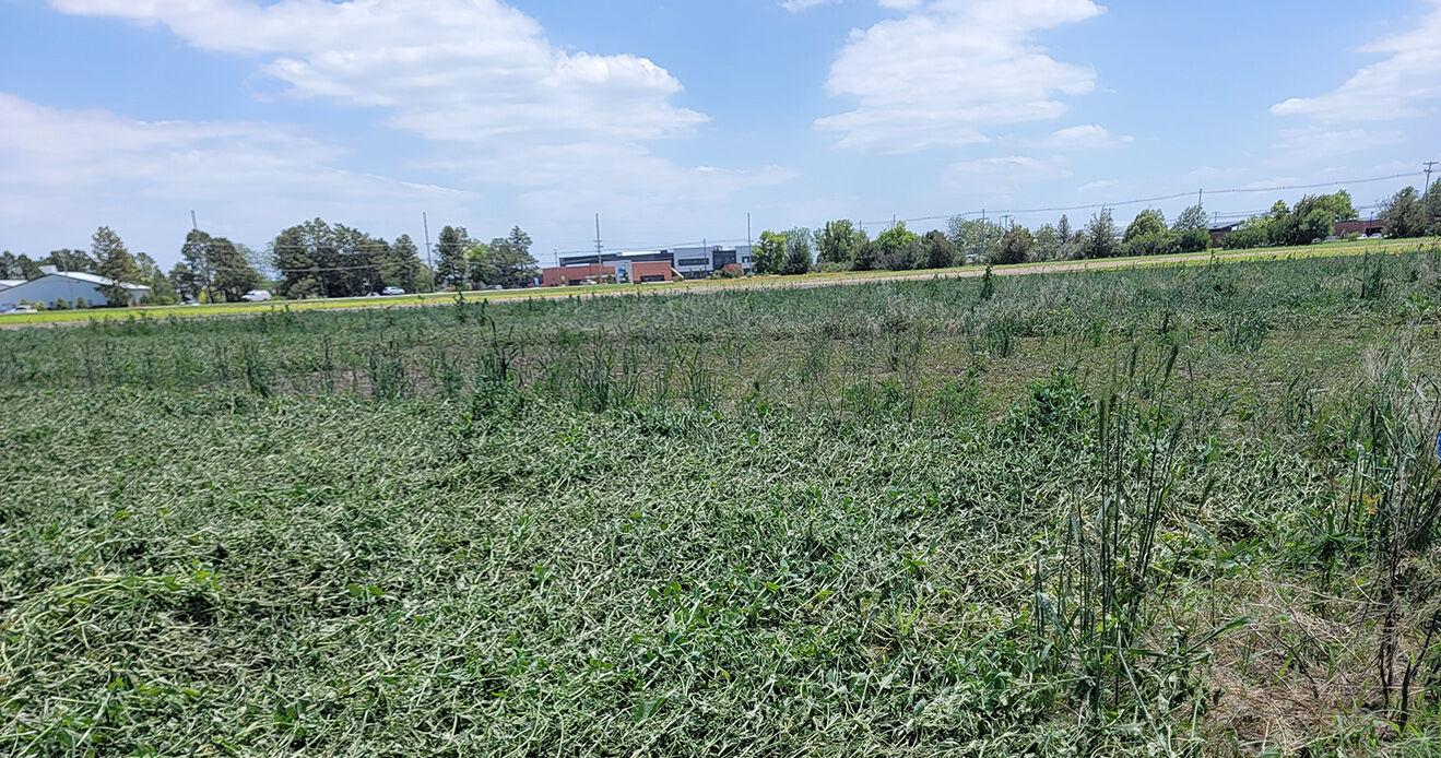 Scotts Bluff County Extension experiences hail damage - Vimarsana News