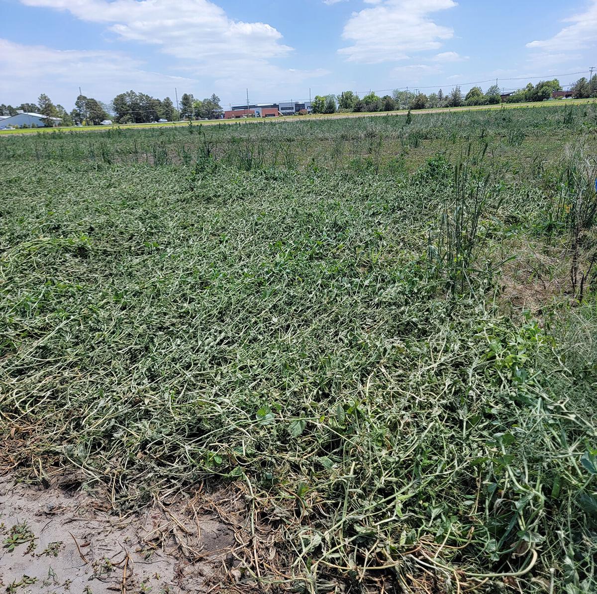 Scotts Bluff County Extension experiences hail damage