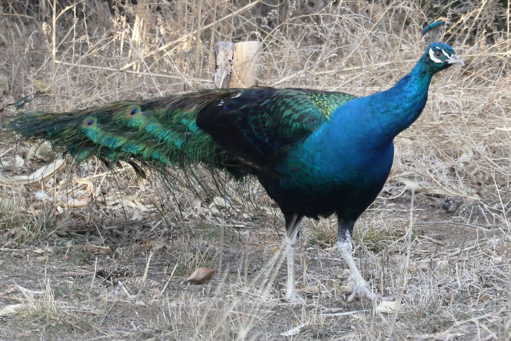 Are Peacocks Used As Guard Dogs
