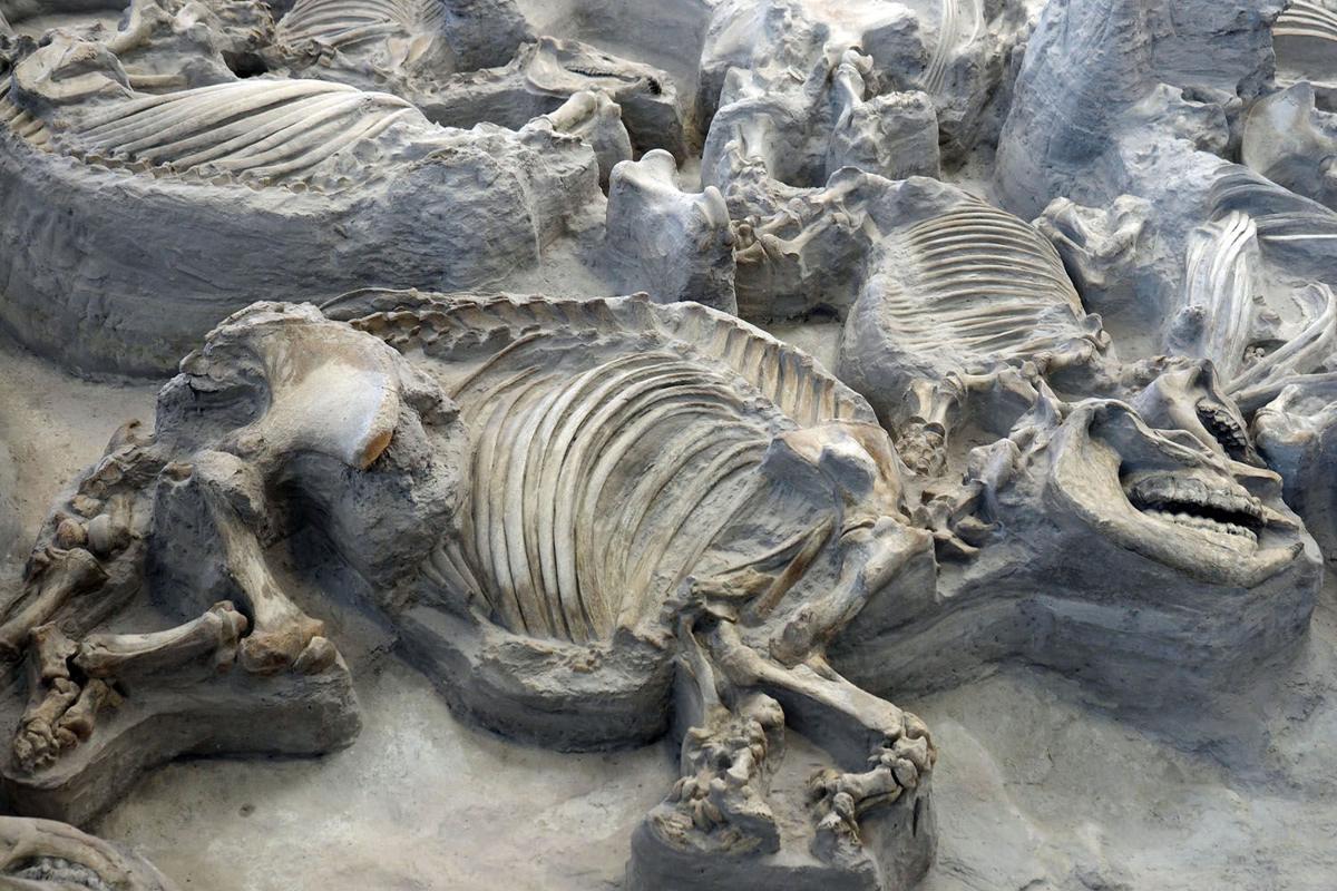 Serious history uncovered at the Ashfall Fossil Beds