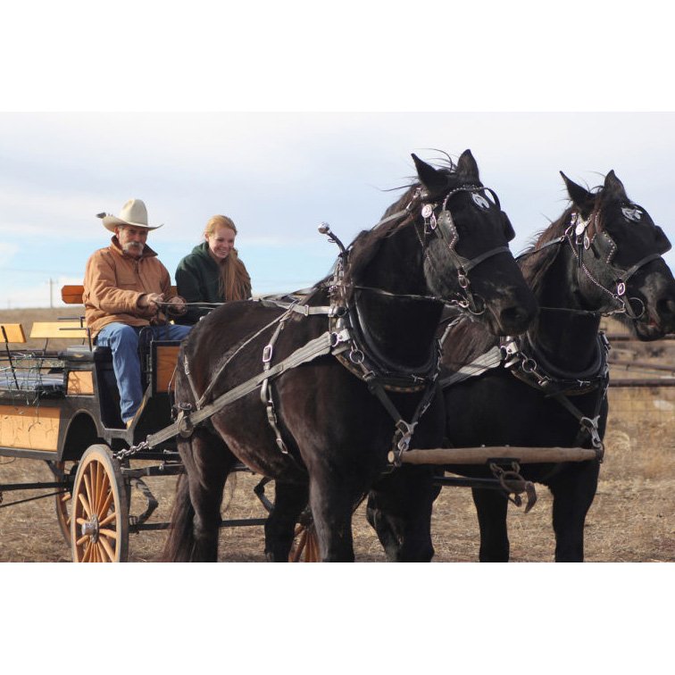 Banner County Cowboy Pulled In By Art Of Team Driving