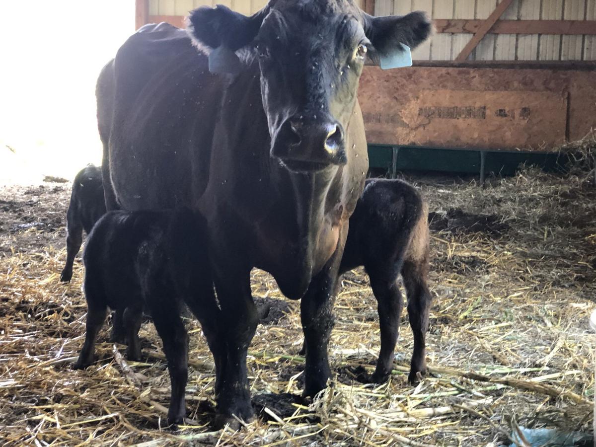 Texas Size Whole, Half, And Quarter Calf Deposits — Half Calf