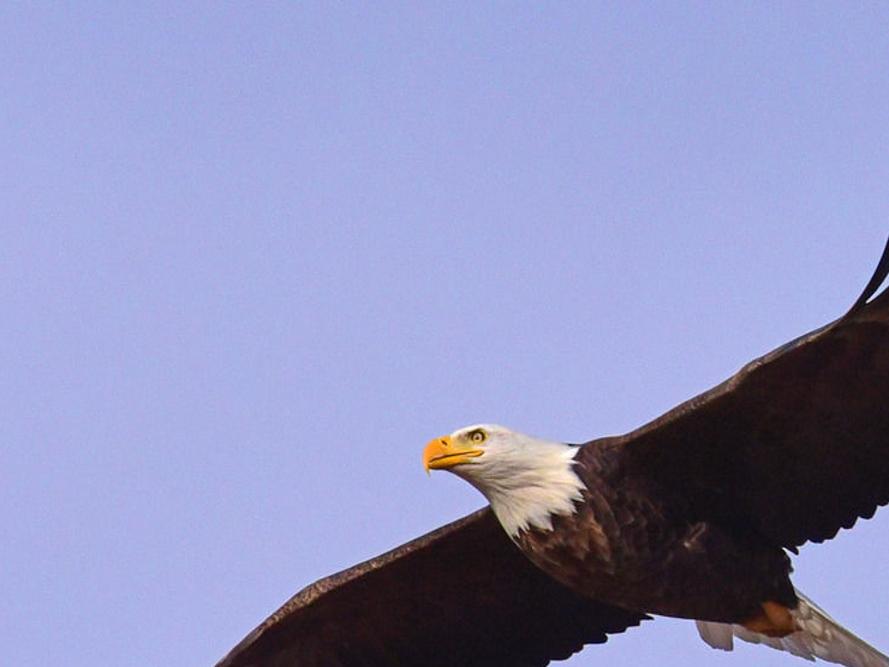 Still Soaring Game Officials Say More Bald Eagles Than Ever Are