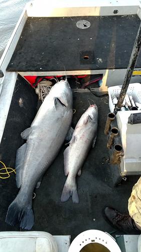 Missouri River fishermen catch 5-foot-1, 113-pound blue catfish