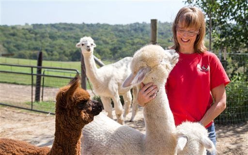 Nebraska couple maintains 13 acre alpaca farm