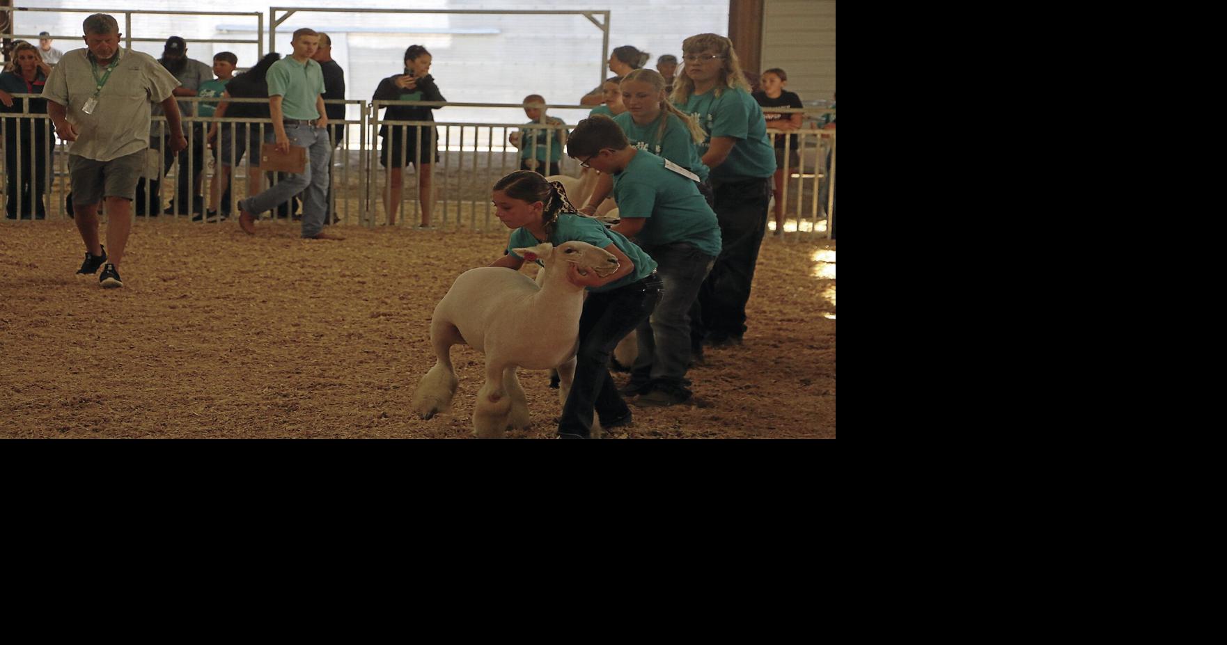 Photos Scotts Bluff County Fair 4H, FFA Showmanship