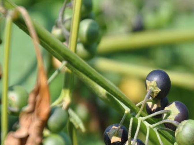 BART SCHANEMAN: The fading tradition of the German blackberry ...