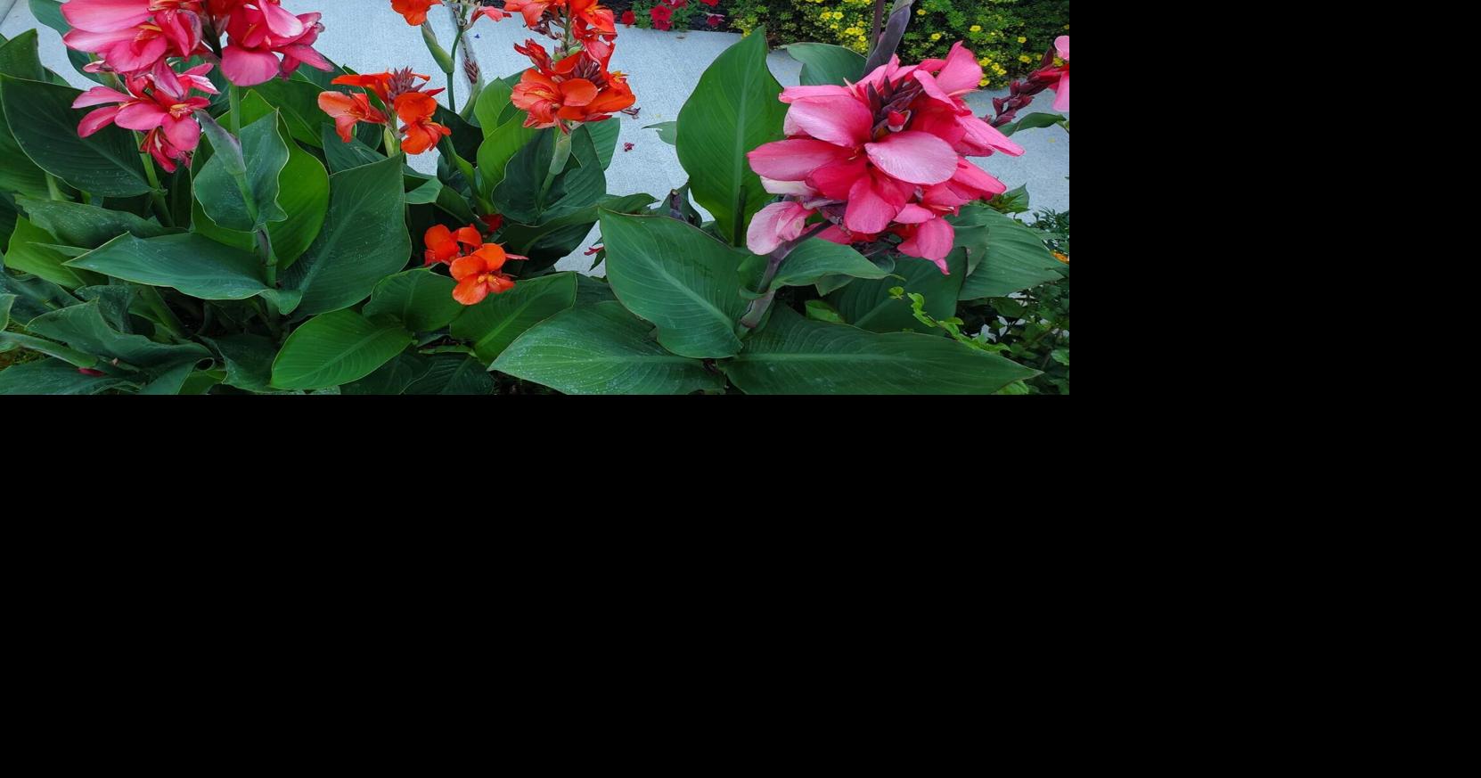 Annual Garden Walk to show off beautiful yards, support Theatre West