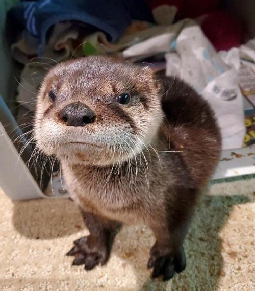 otterbaby.jpg