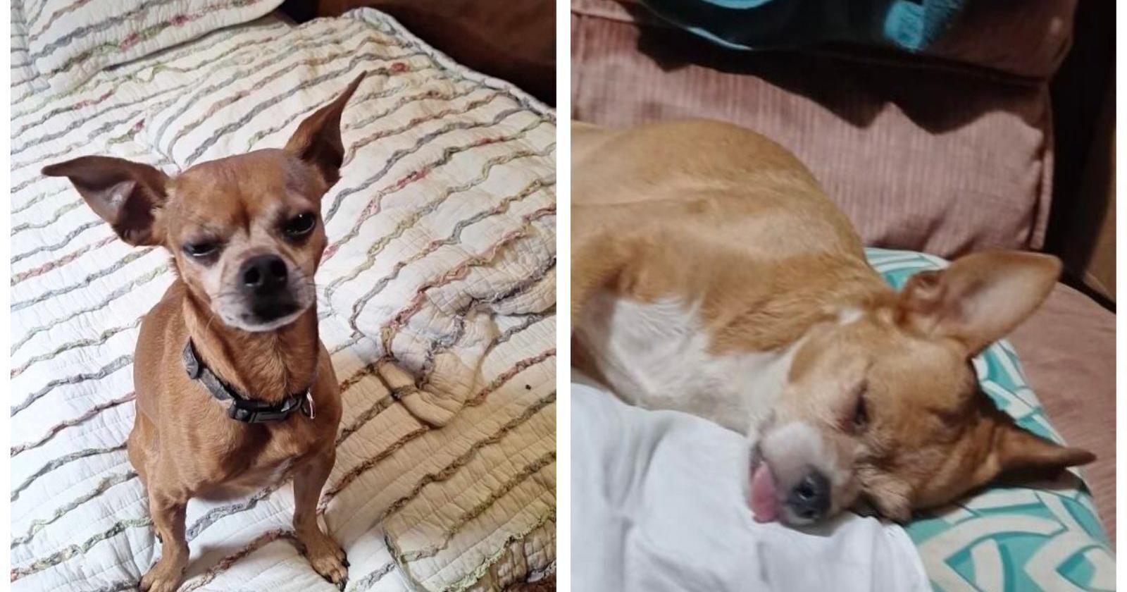 Hospitalized Omahan just wants to find her missing dogs - Vimarsana News