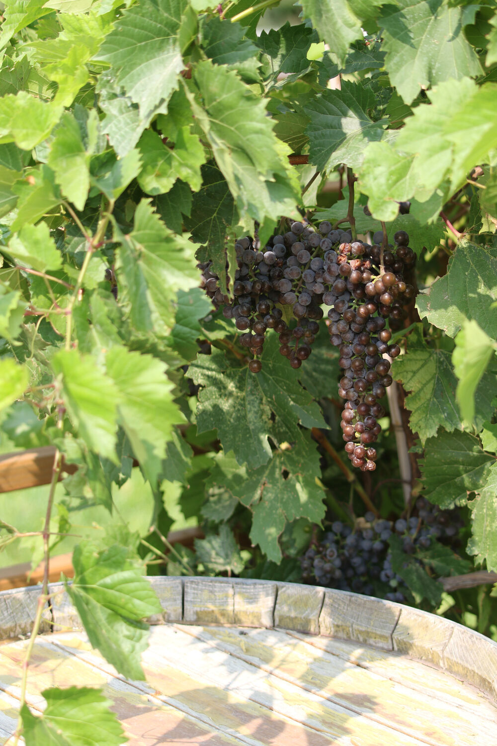 Raising grapes on the Wyoming-Nebraska border at Table Mountain Vineyards