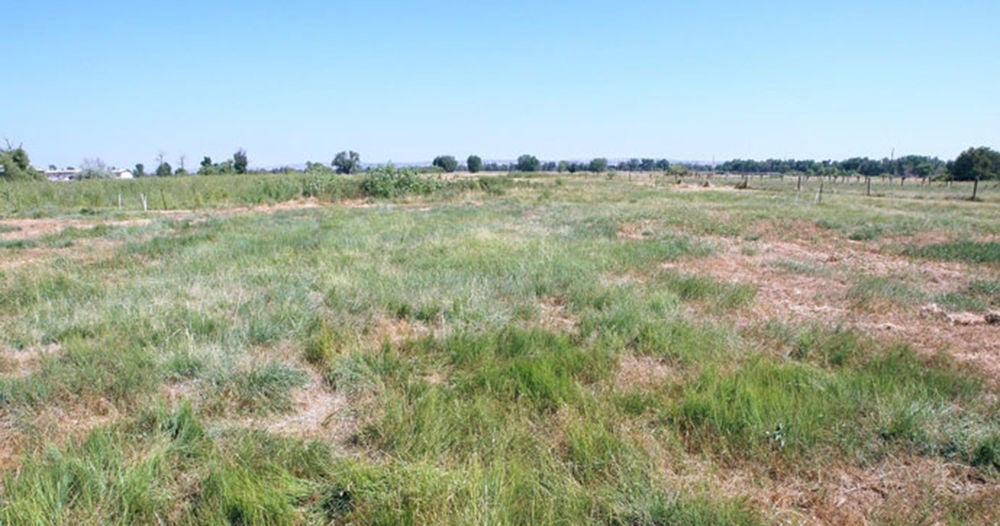 Wyoming Restoration Challenge: Cheatgrass | Farm and Ranch | starherald.com