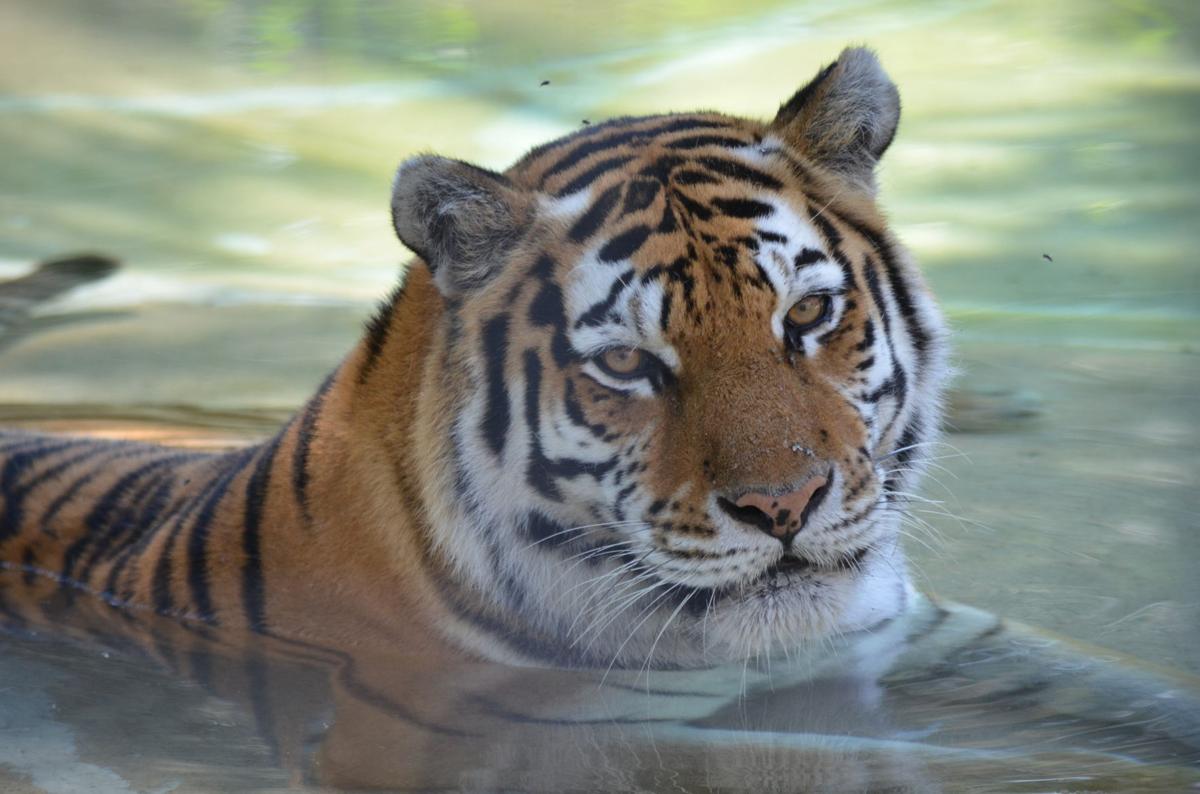 Tiger II