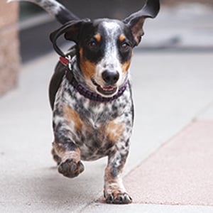 Blue heeler best sale weiner dog mix