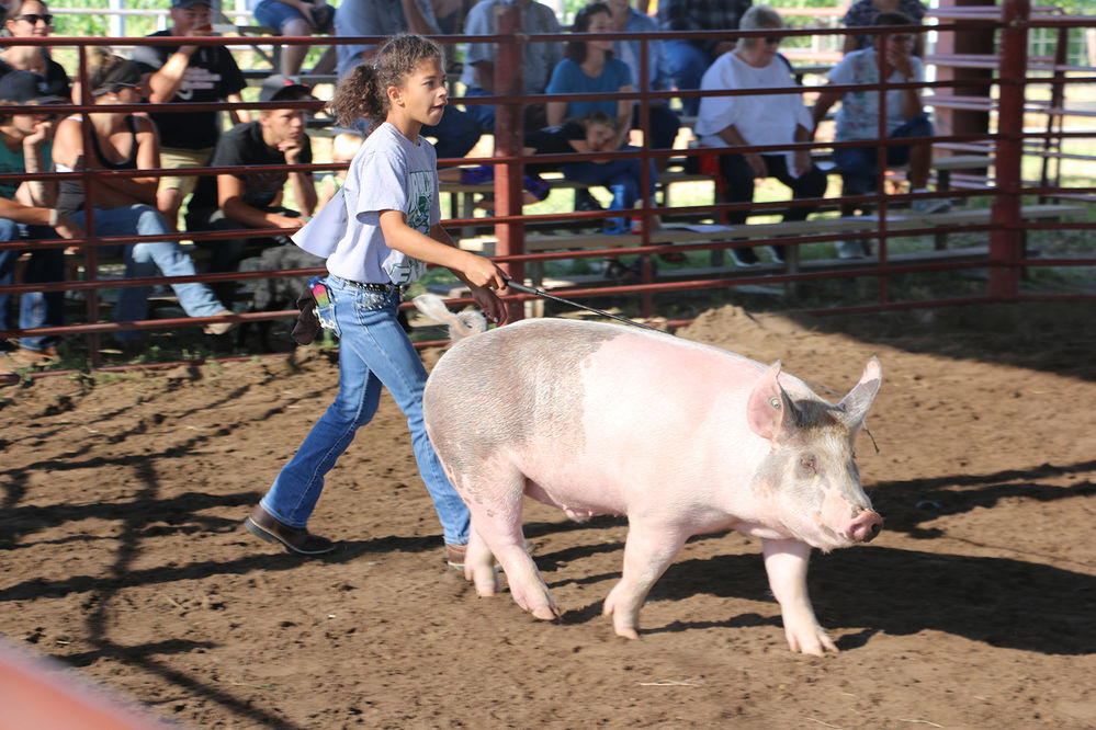 Plenty of action at the Morrill County Fair with swine, sheep and goat