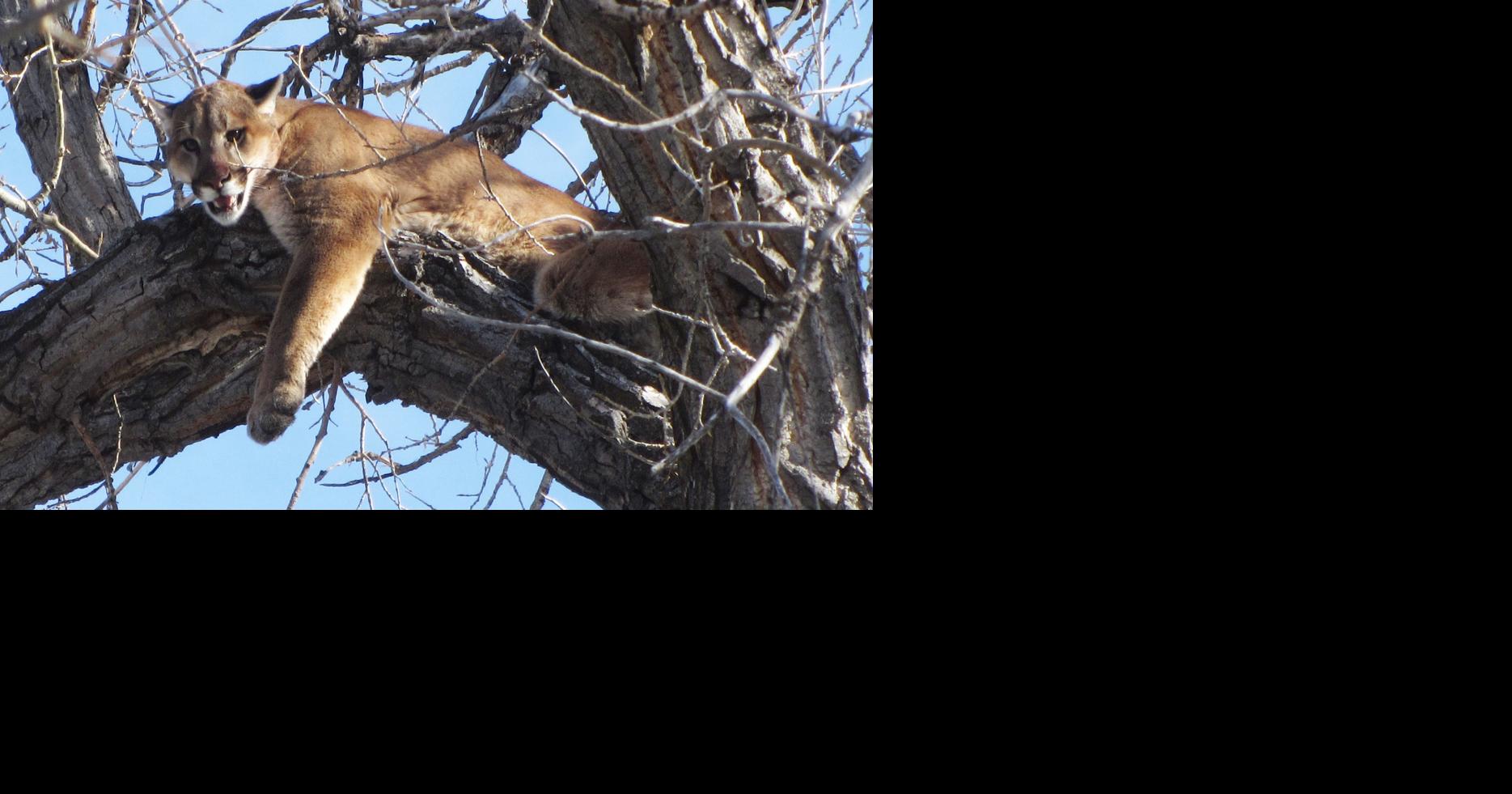 Official It's hard to determine how many mountain lions there are in
