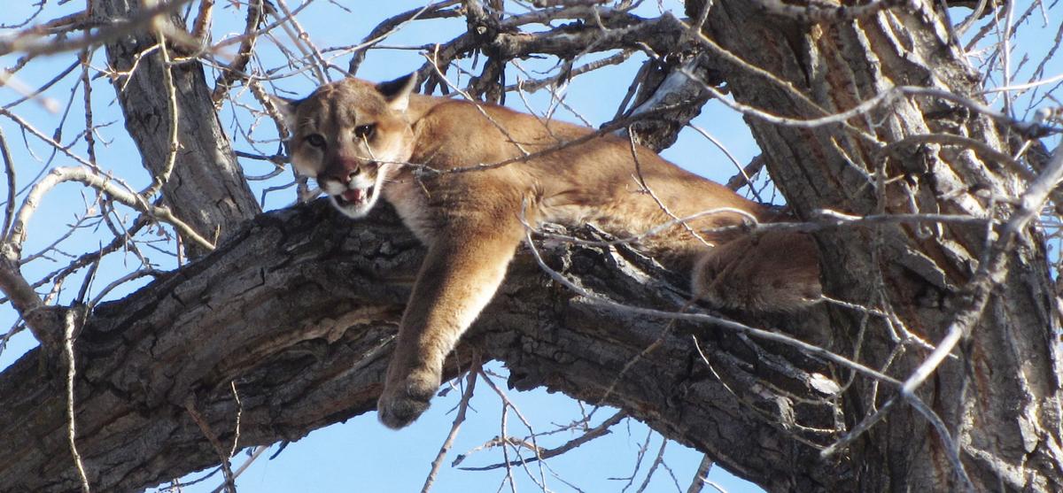 How many cougars are there in Western Nebraska?