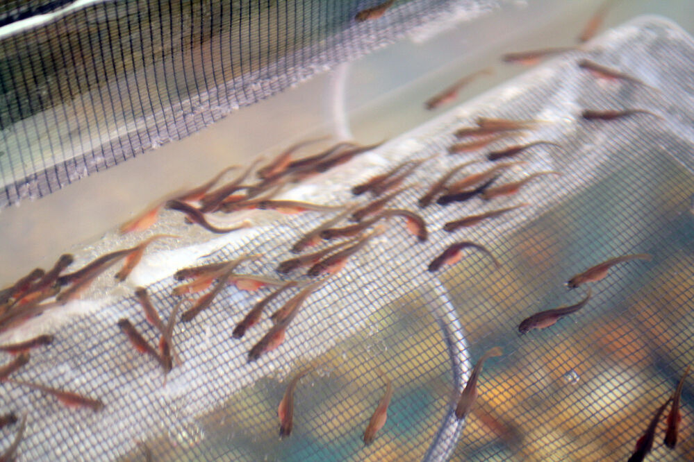 Gering Junior High begins aquaponics projects in ag class
