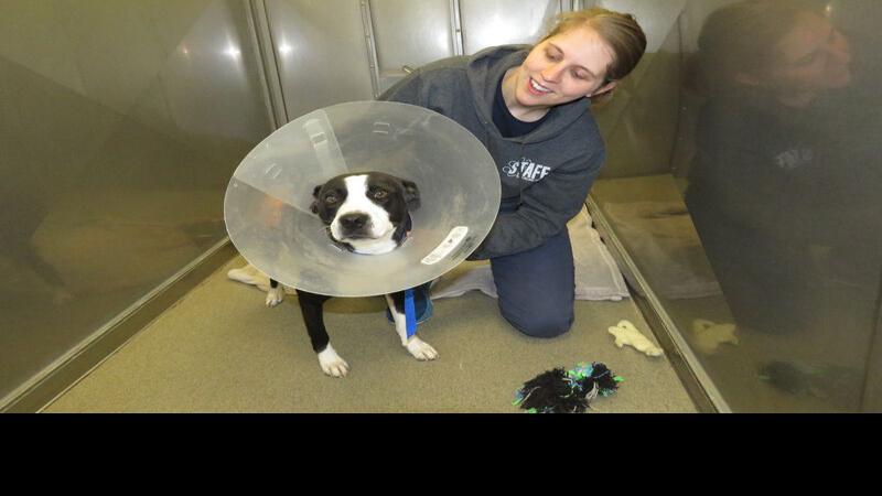 Kearney Area Animal Shelter celebrates milestone of 10,000 pets adopted (so far)