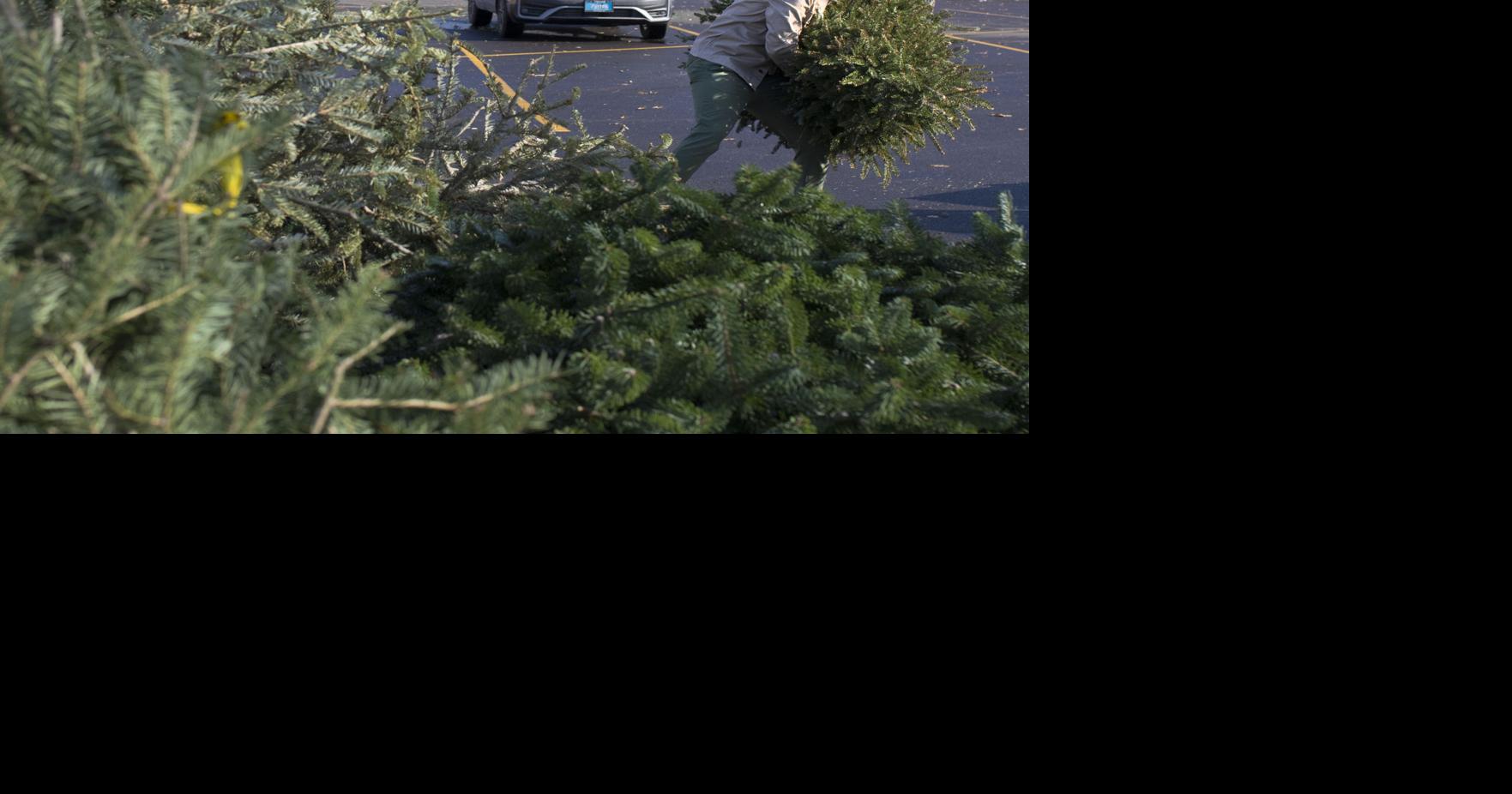 Gering encourages residents to recycle live Christmas trees