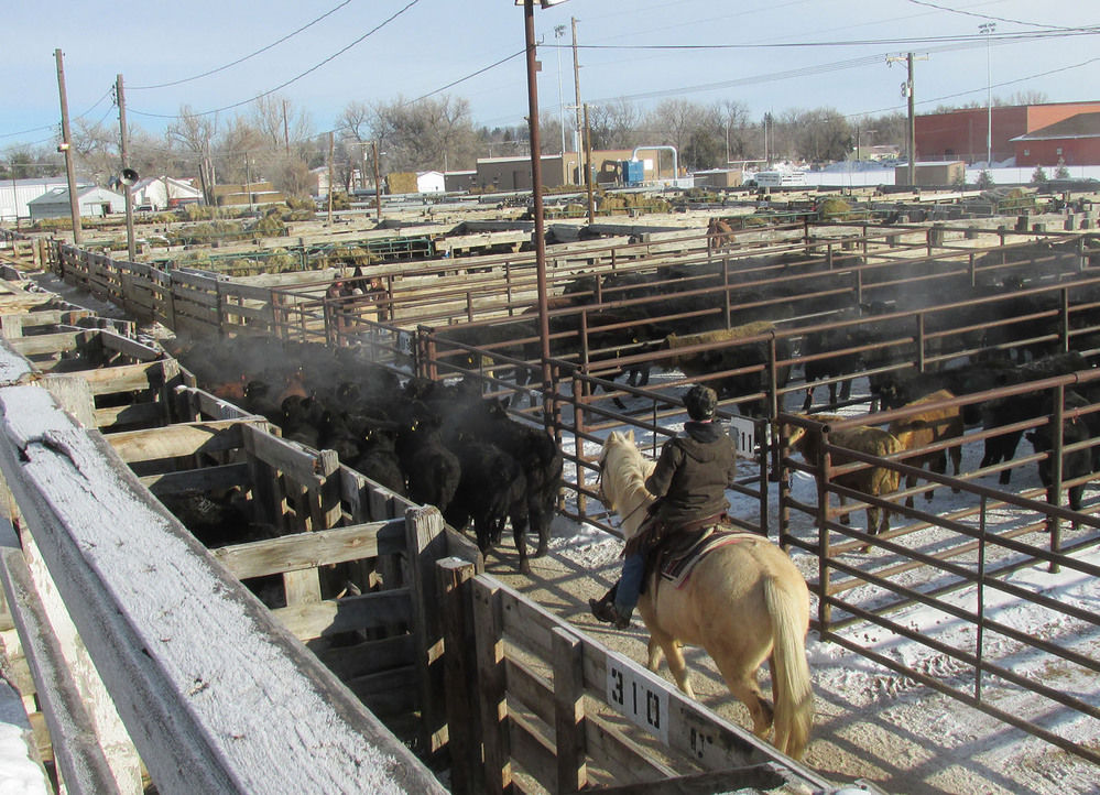 Torrington, livestock market in battle over sewer issues Local