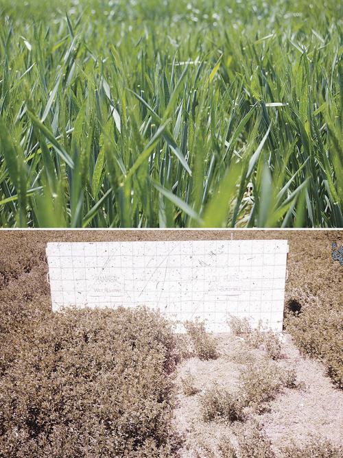 PANHANDLE PERSPECTIVES: Did You Know? Additional Gram-positive bacterial diseases in Nebraska crop production