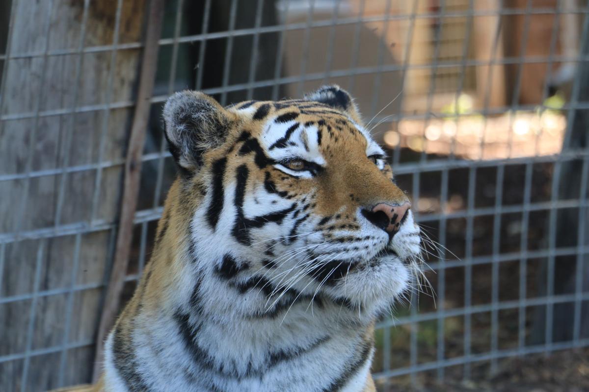 Tiger III