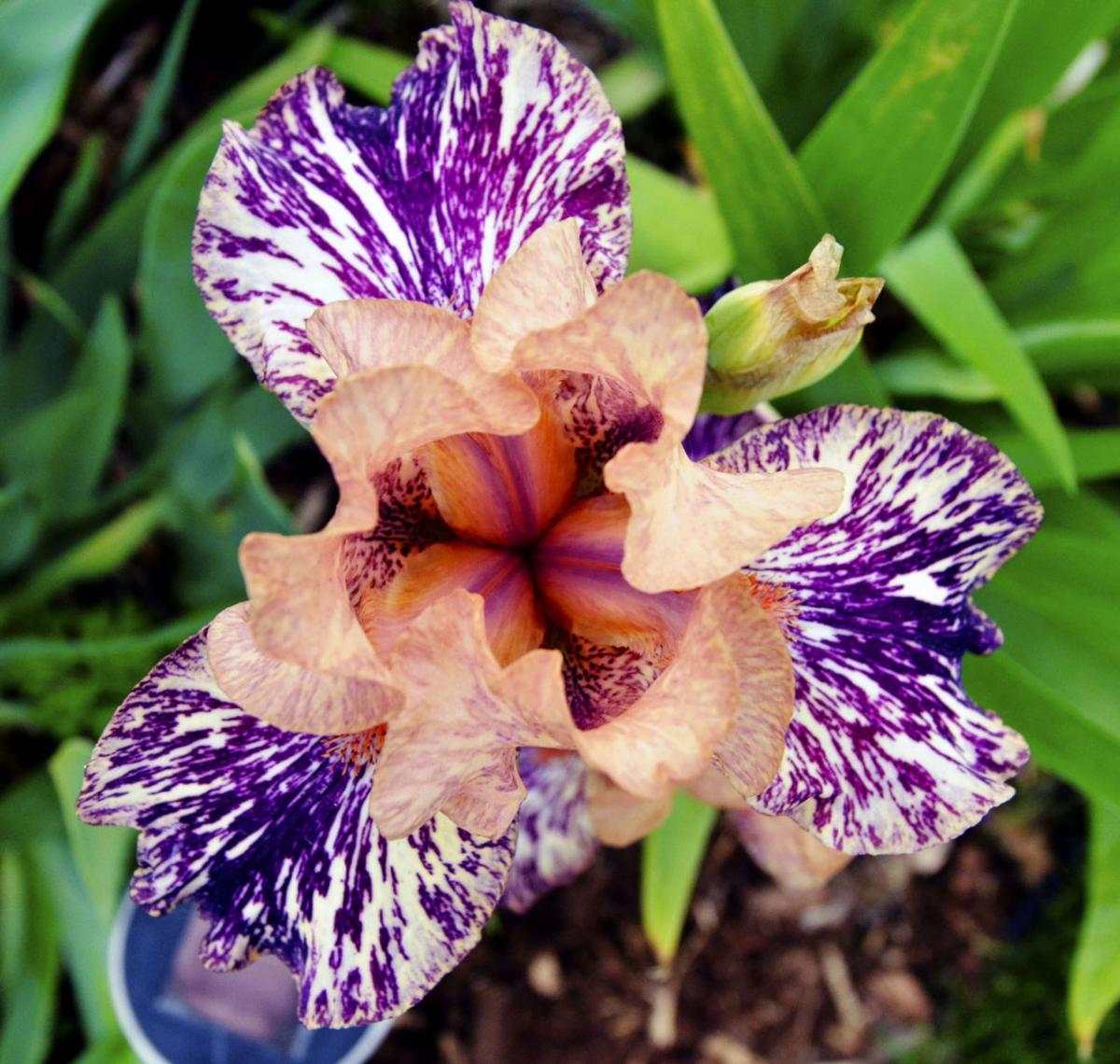 Annual Iris Show scheduled for May 30 and 31