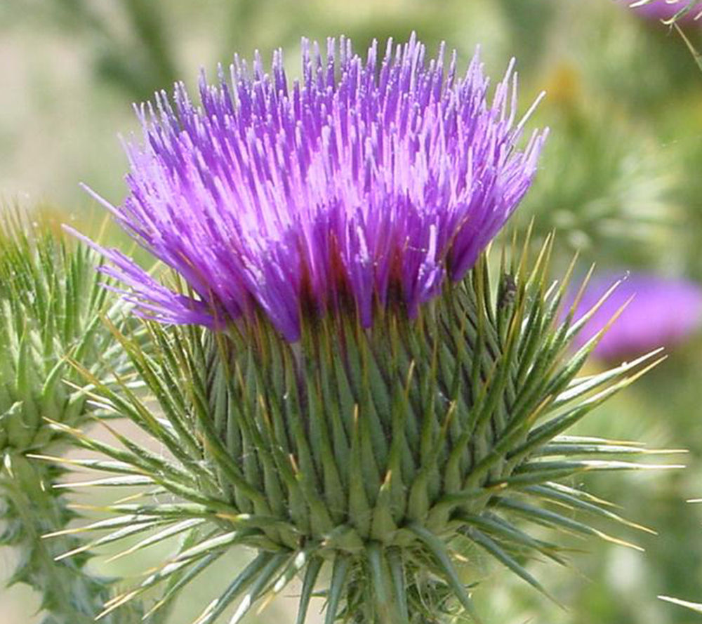 Spring management of biennial, perennial noxious weeds a must | Farm ...