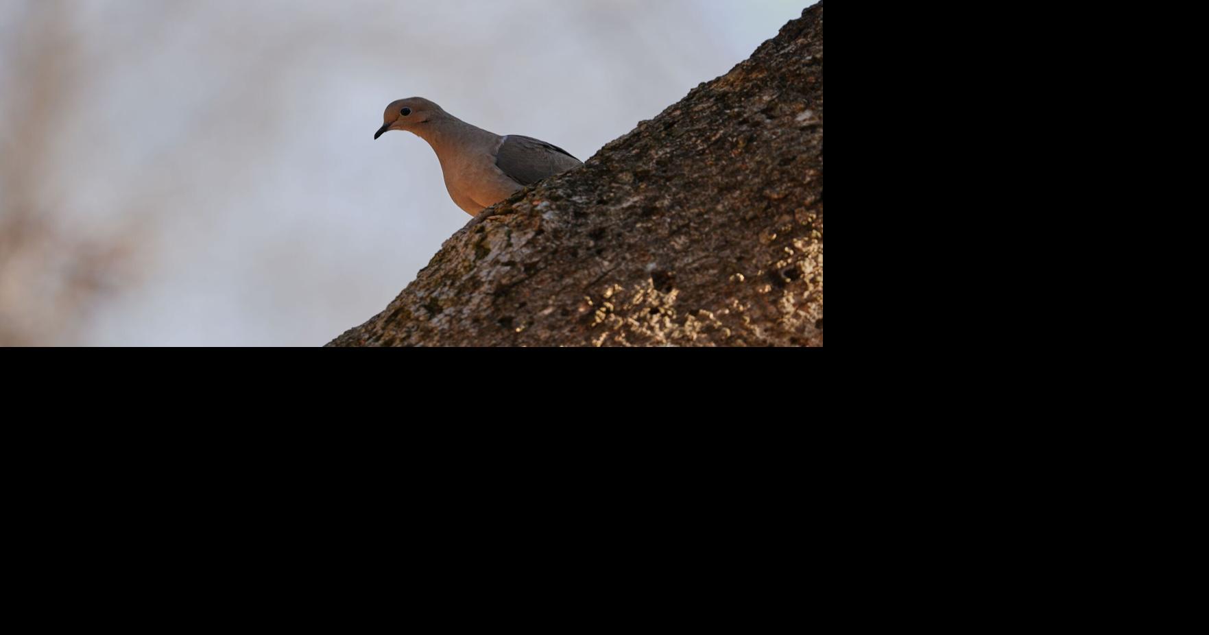 D. Jake Roberts: Over 300 species of doves spread their wings worldwide