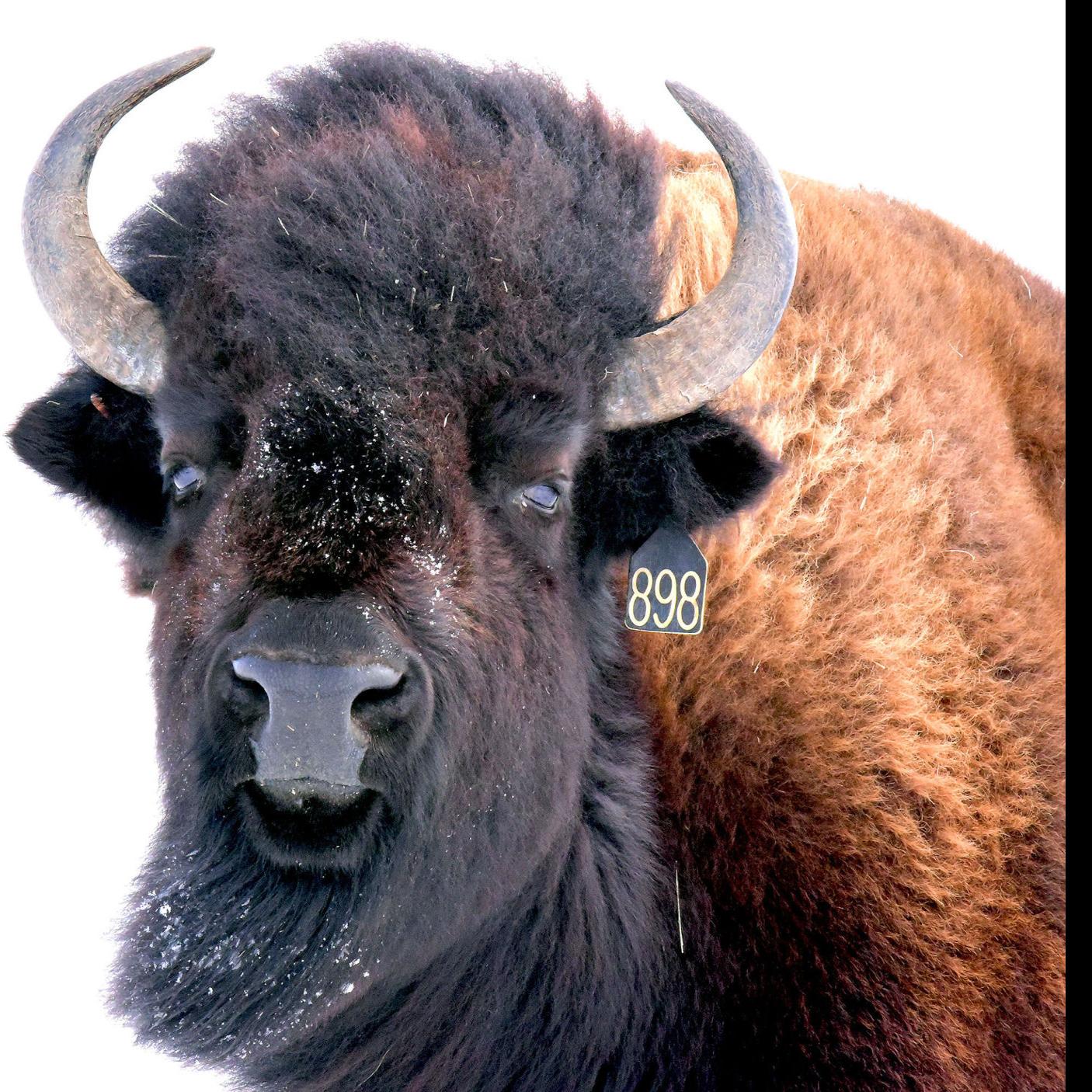 Banner Co Rancher Motivated By Reverence For Bison Out Yonder